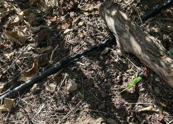 Tubo de riego por goteo mordido por ratas en una finca de aguacates de Villa de Mazo