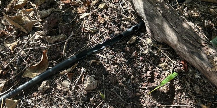 Tubo de riego por goteo mordido por ratas en una finca de aguacates de Villa de Mazo