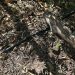 Tubo de riego por goteo mordido por ratas en una finca de aguacates de Villa de Mazo