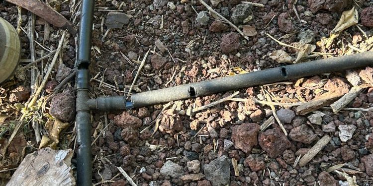 Detalle del agujero mordido por una rata en un tubo de riego por goteo en La Palma