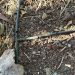 Detalle del agujero mordido por una rata en un tubo de riego por goteo en La Palma