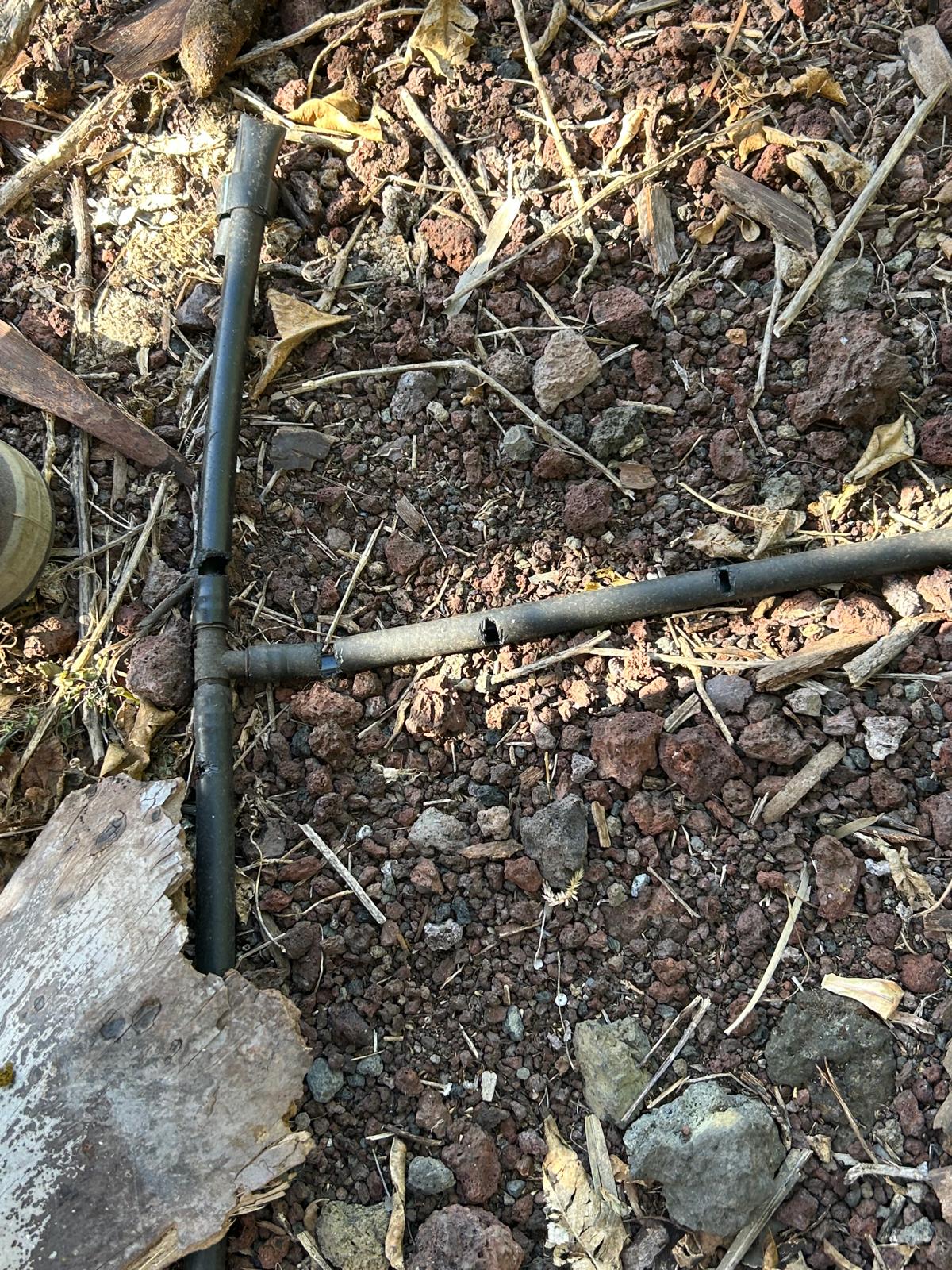 Detalle del agujero mordido por una rata en un tubo de riego por goteo en La Palma